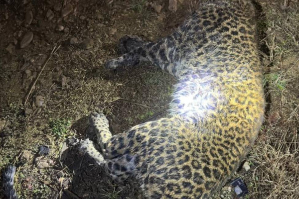 गोदावरीमा चितुवाको आक्रमणबाट एक जना घाइते